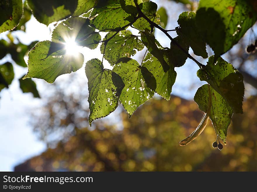 Leaf, Vegetation, Flora, Branch