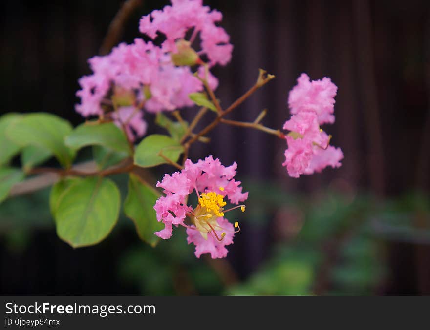 Flower, Pink, Plant, Flora