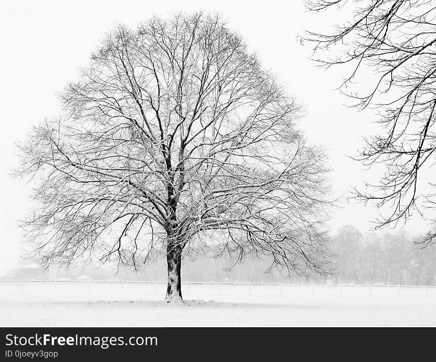 Tree, Winter, Black And White, Branch