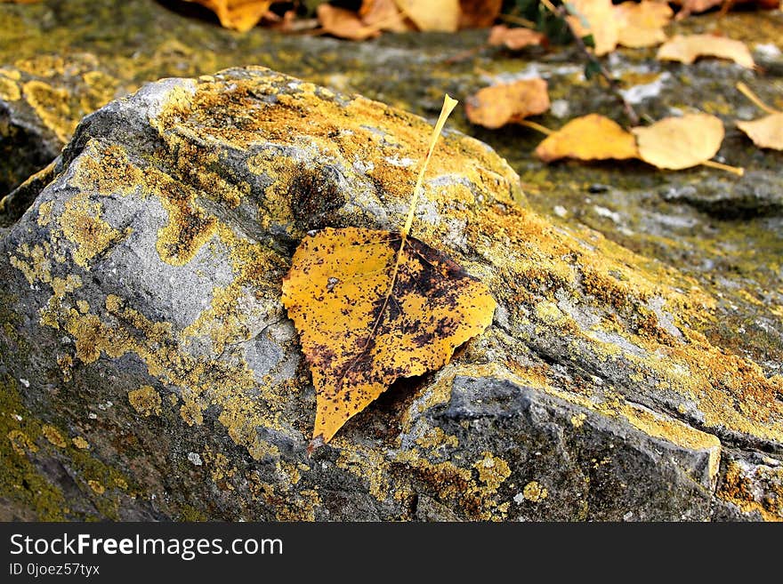 Rock, Leaf, Geology, Organism