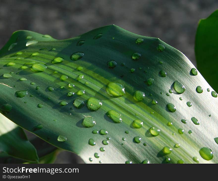 Water, Green, Dew, Drop