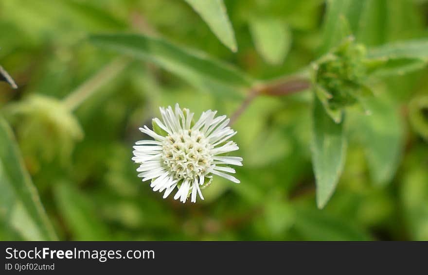 Flower, Plant, Trifolieae