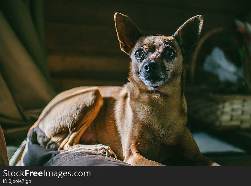 Short-coated Brown Dog Lying on Floor Inside Room