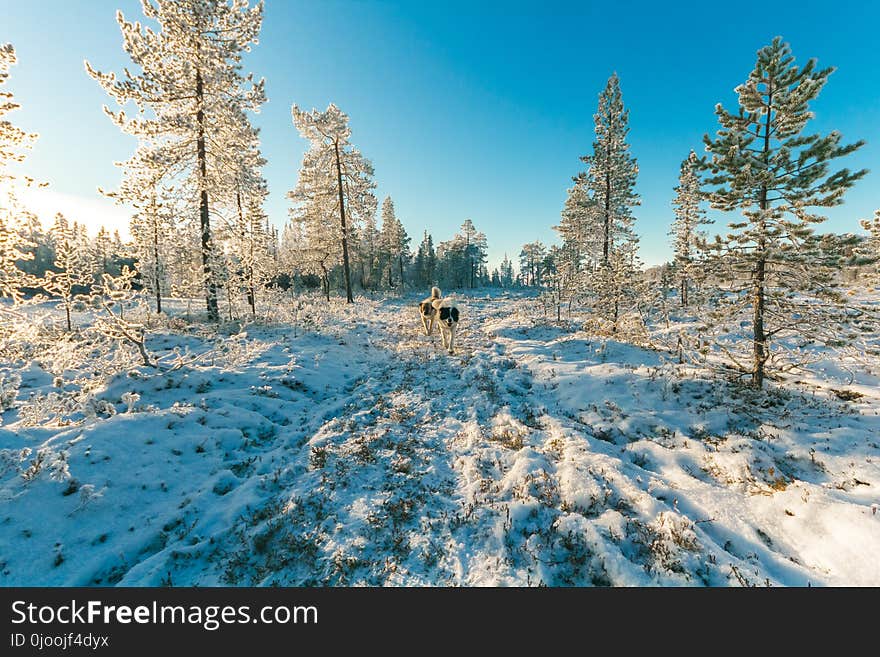 Animals Walking on Snow Covered Forest