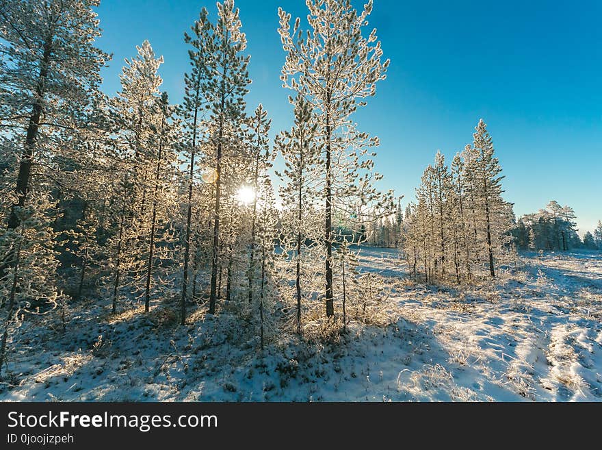 Snow Covered Trees and Mountain Slope