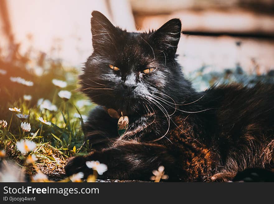 Black Cat Under Sunny Sky