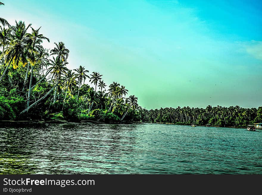 Beach Covered With Coconut Tree Lot