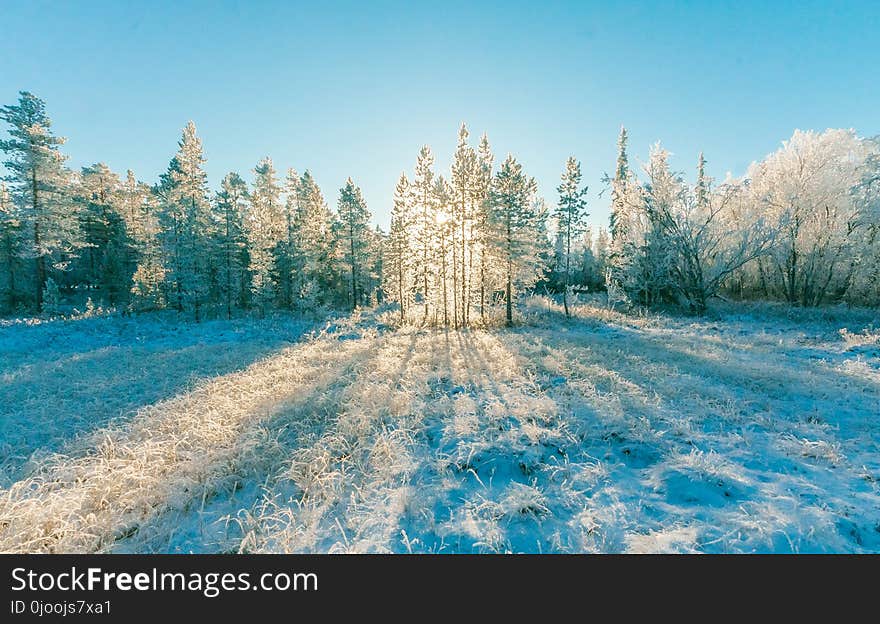 Pine Trees Under Blue Sky