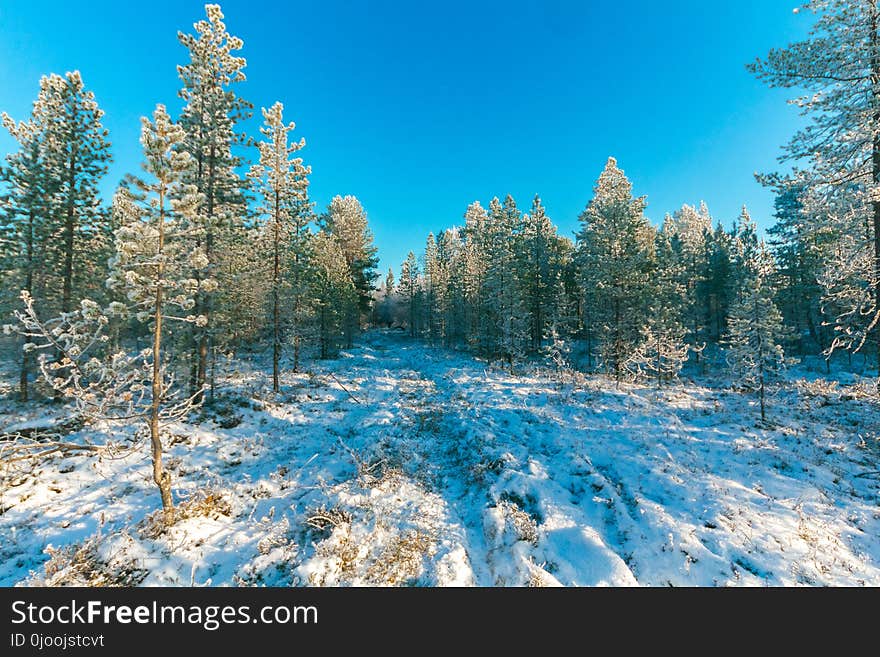 Landscape Photo of Trees during Snow