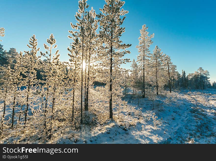 Pine Trees Field With Snow