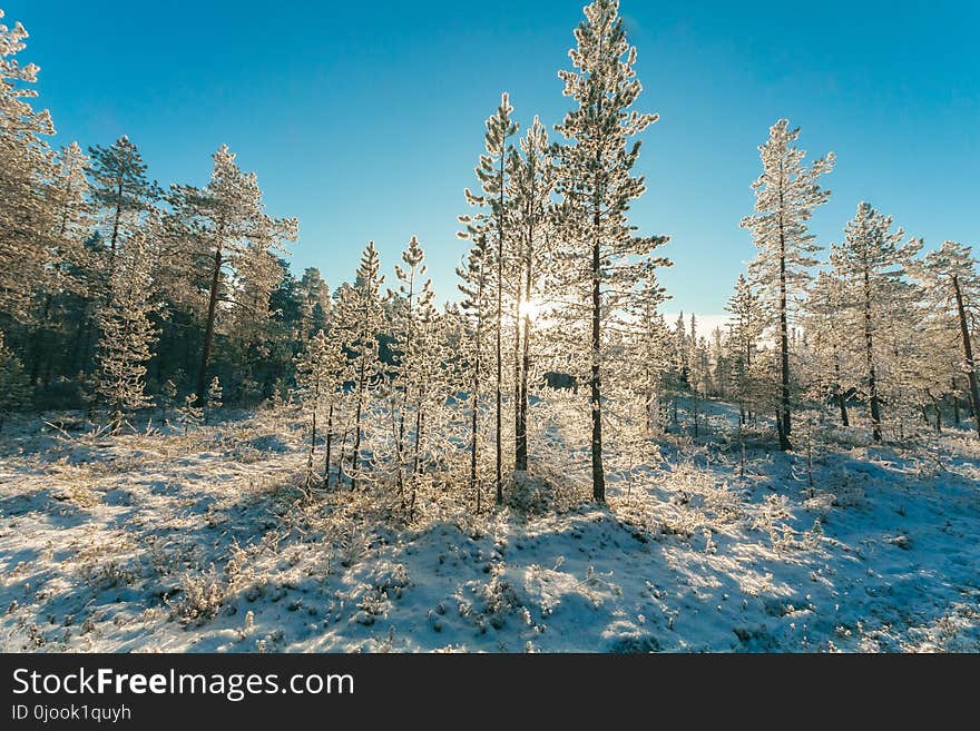 Green Tree With Snows