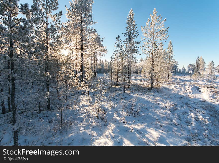 White Pine Trees