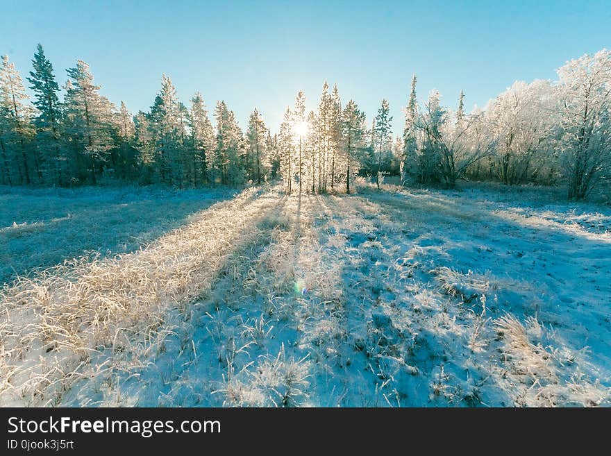 Landscape Photo of Sun Raise Through Green Leaf Trees