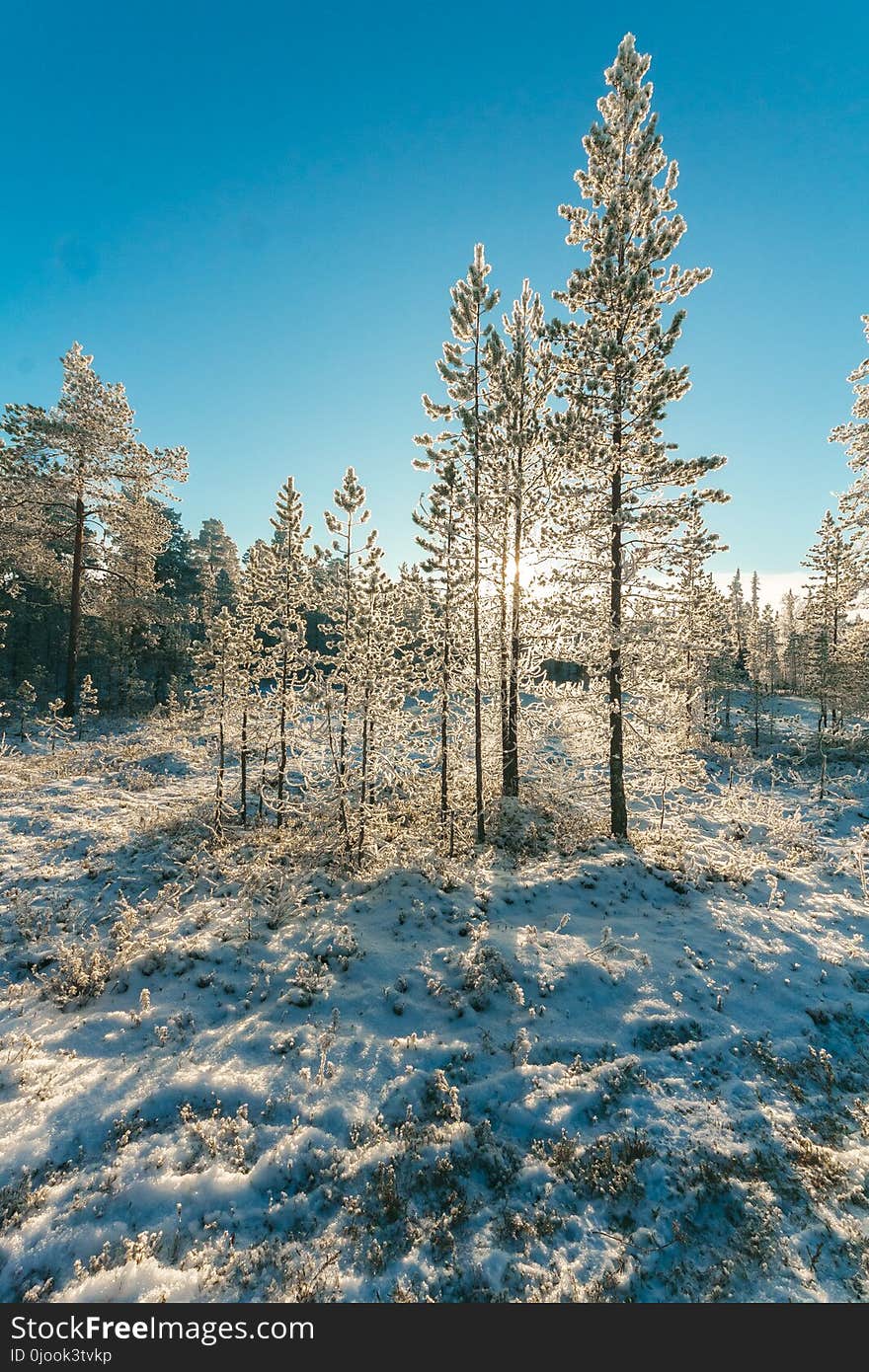 Snow Covered Forest Under Clear Blue Sky