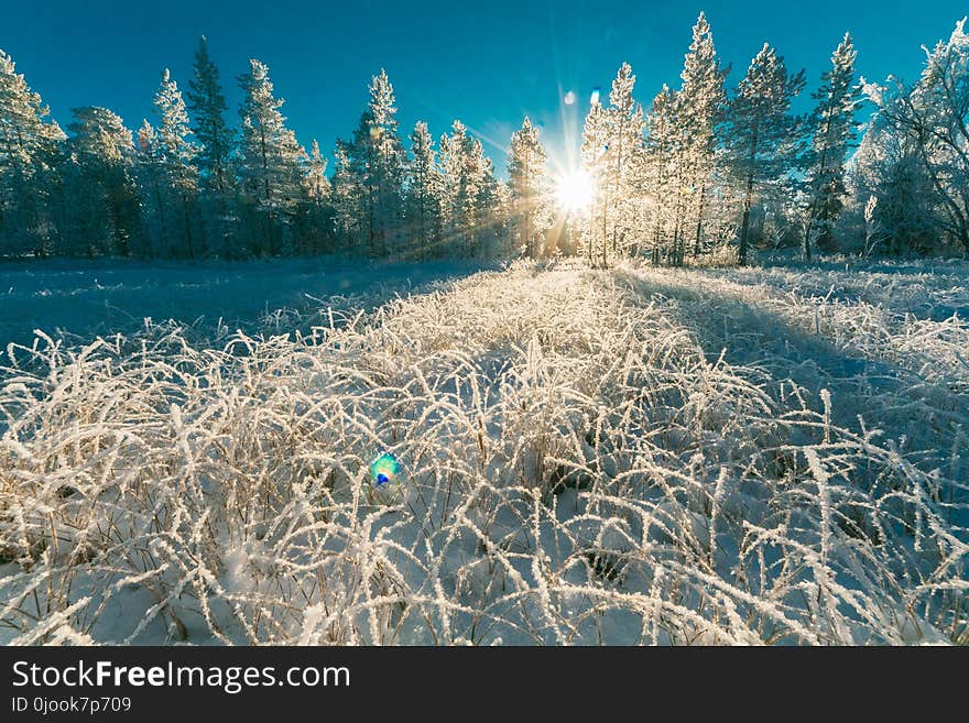 Photo of White Pine Trees