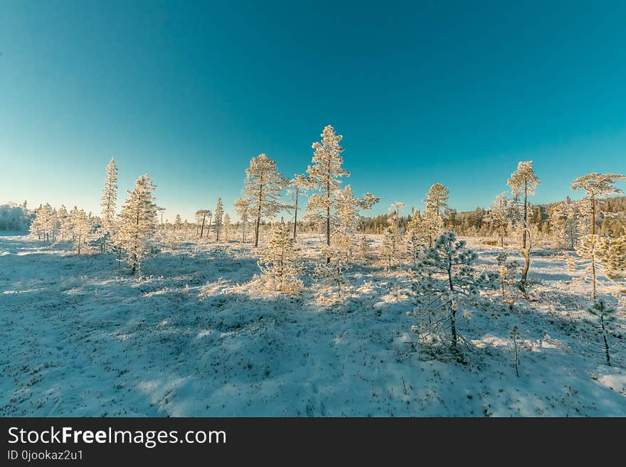 Landscape Photography of Snowy Forest Under Clear Sky