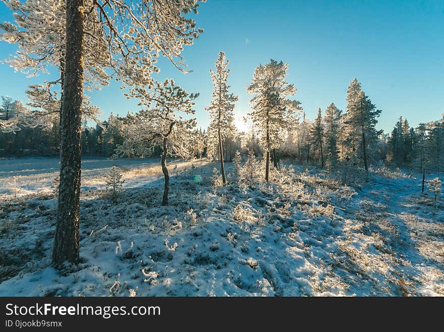 Landscape Photography of Trees Covered With Snow