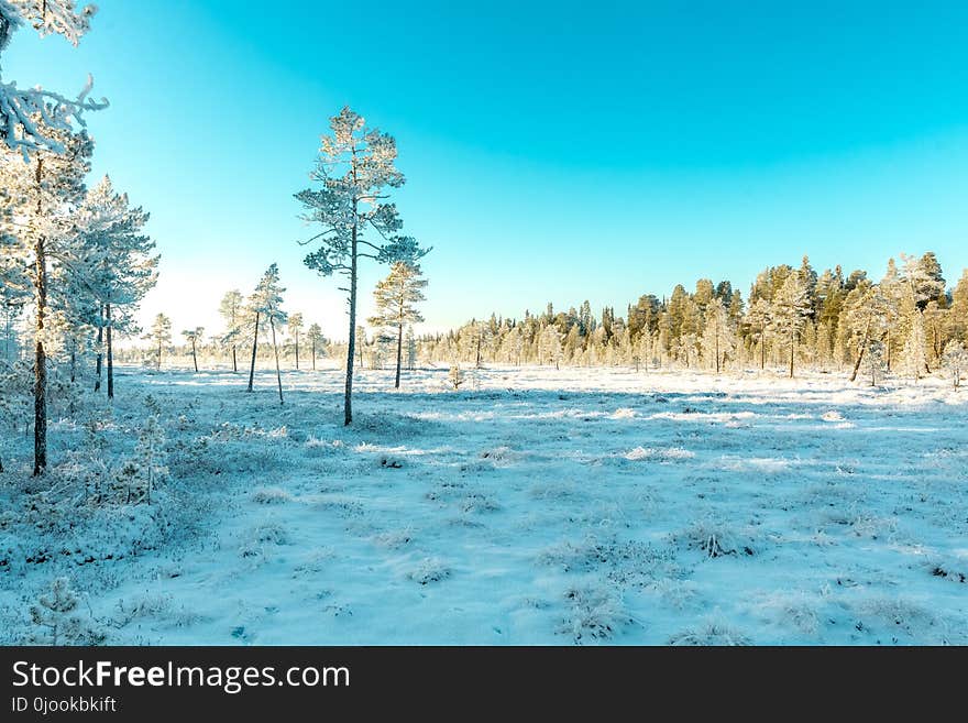 Green Leaved Trees Covered With Snow