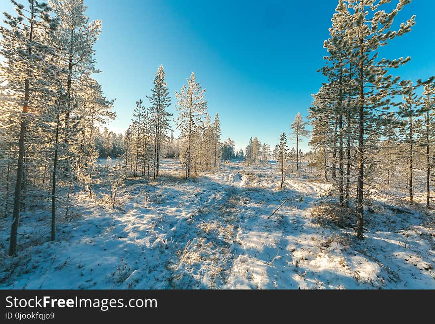 Snow Covered Field and Green Leaf Trees Under Blue Sky