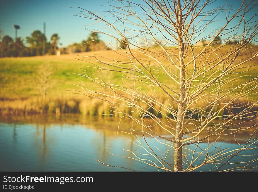 Selective Focus Photography of Bare Tree With Body of Water Background