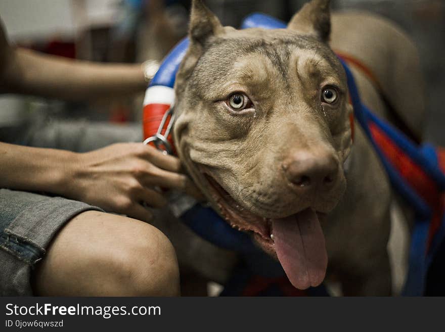 Pure bread dog waiting for weight pulling competition. Pure bread dog waiting for weight pulling competition