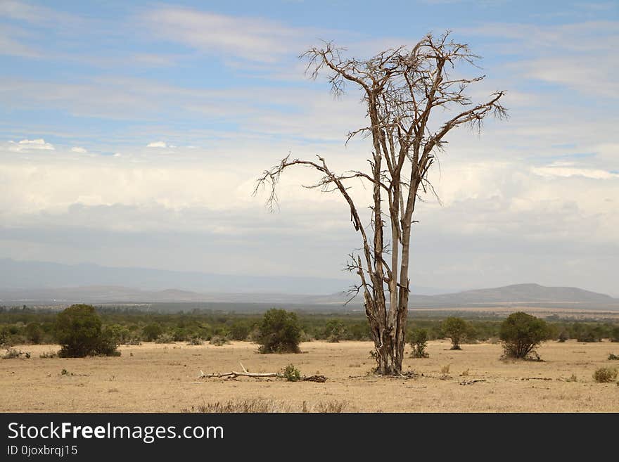 Ecosystem, Savanna, Sky, Tree