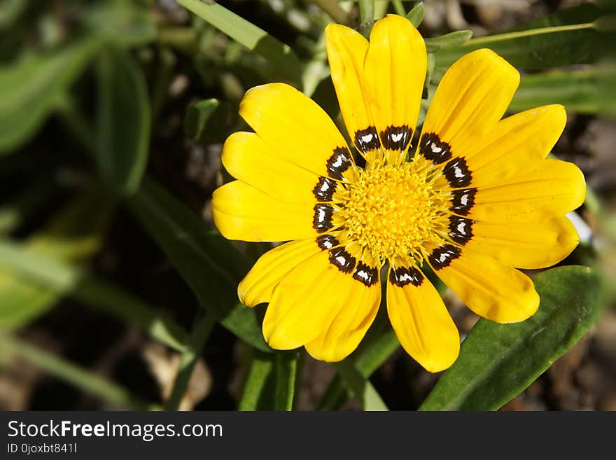 Flower, Yellow, Flora, Wildflower