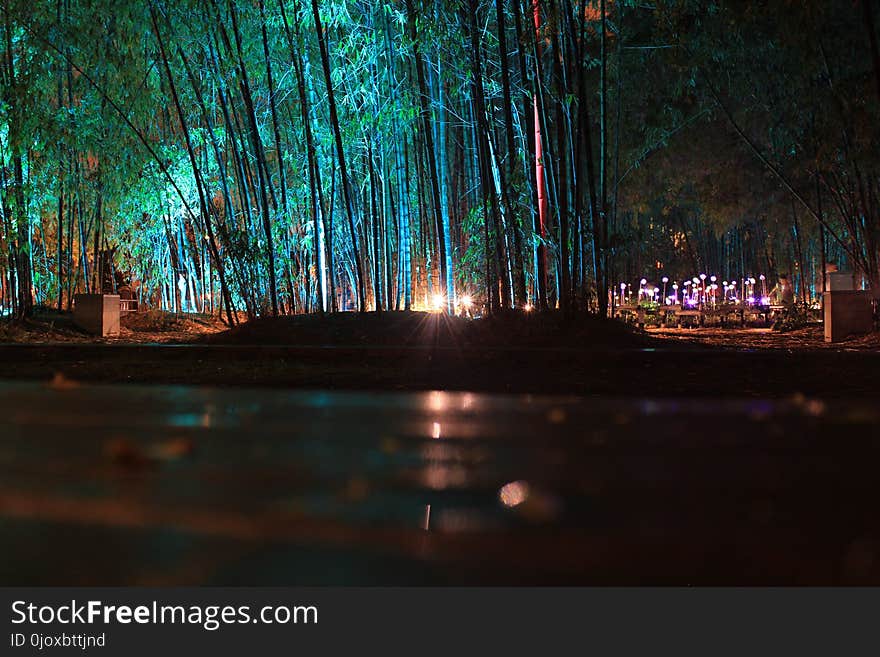 Nature, Water, Night, Reflection