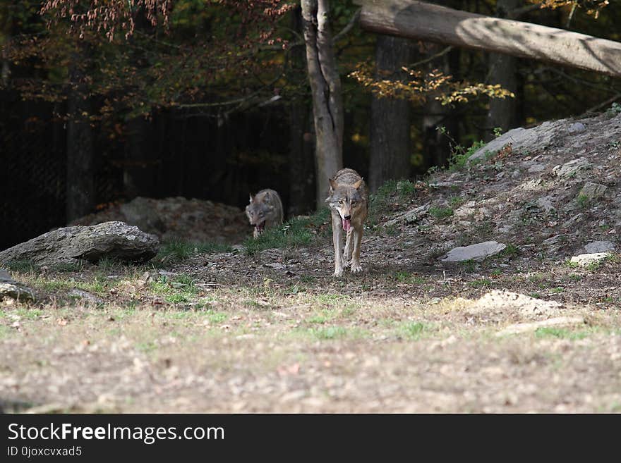 Fauna, Wildlife, Zoo, Grass