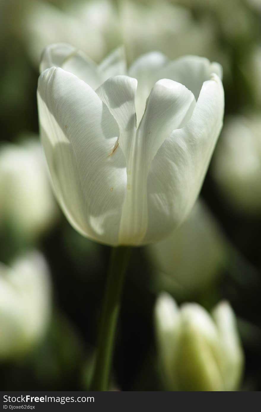 Flower, White, Tulip, Plant