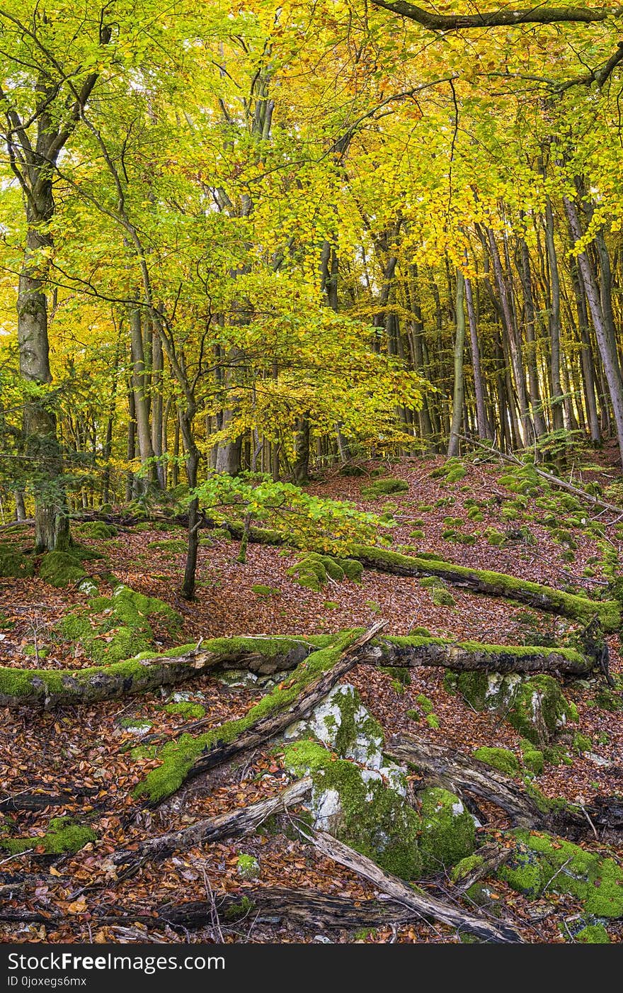 Woodland, Nature, Ecosystem, Leaf