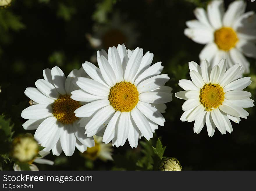 Flower, Oxeye Daisy, Chamaemelum Nobile, Tanacetum Parthenium