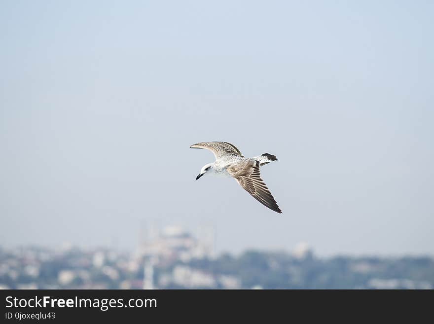 Bird, Sky, Fauna, Beak