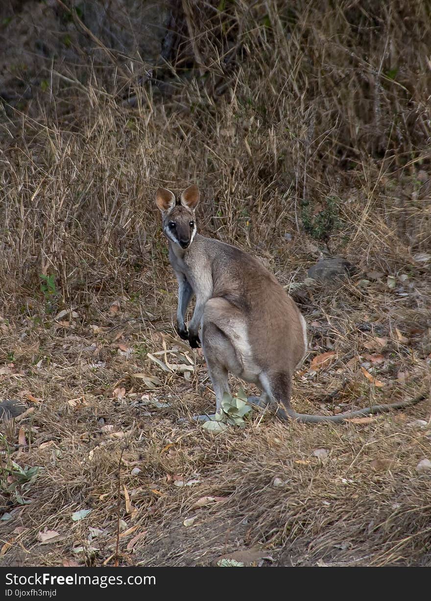 Wallaby, Wildlife, Macropodidae, Fauna