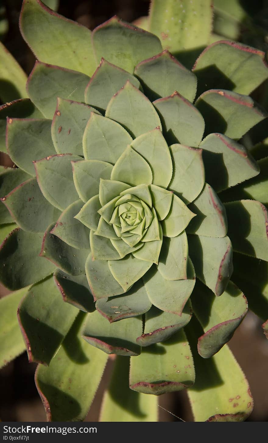 Plant, Flora, Leaf, Flower