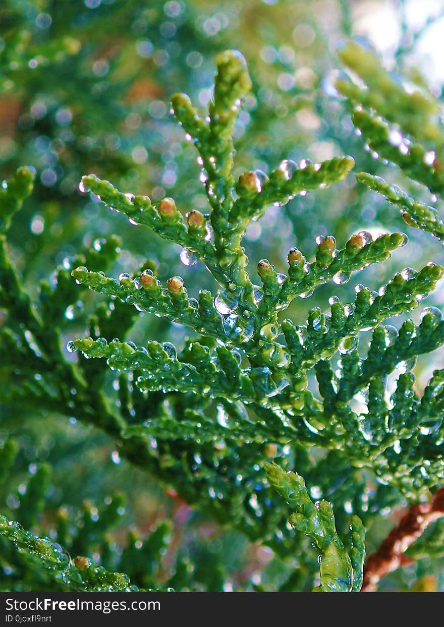 Water, Vegetation, Leaf, Moisture