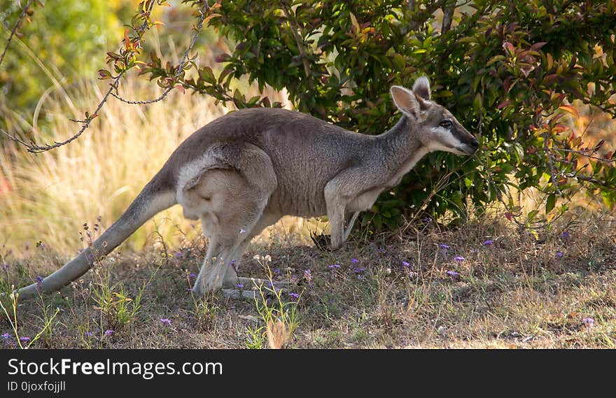 Kangaroo, Wildlife, Macropodidae, Fauna