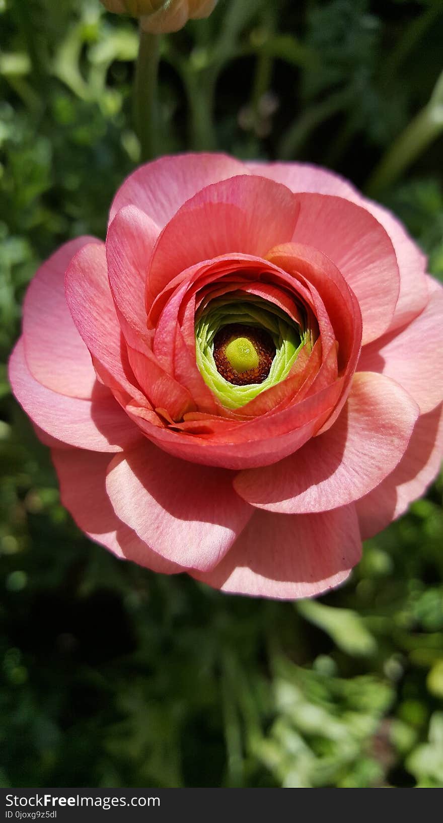 Flower, Pink, Flora, Plant