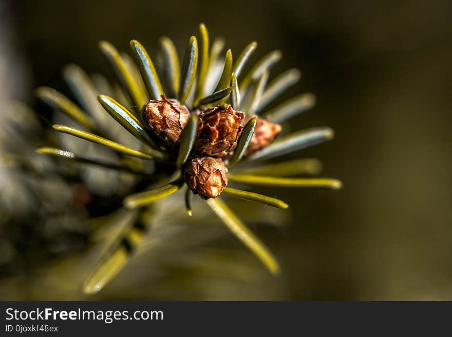 Flora, Macro Photography, Close Up, Insect