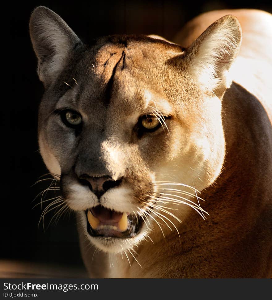 Wildlife, Puma, Cougar, Mammal