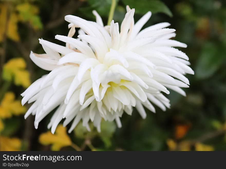 Flower, Plant, Flowering Plant, Flora