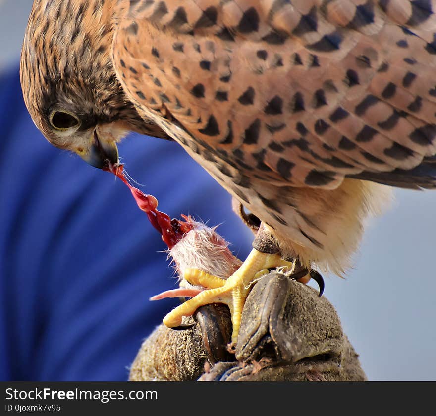 Beak, Bird, Falcon, Hawk