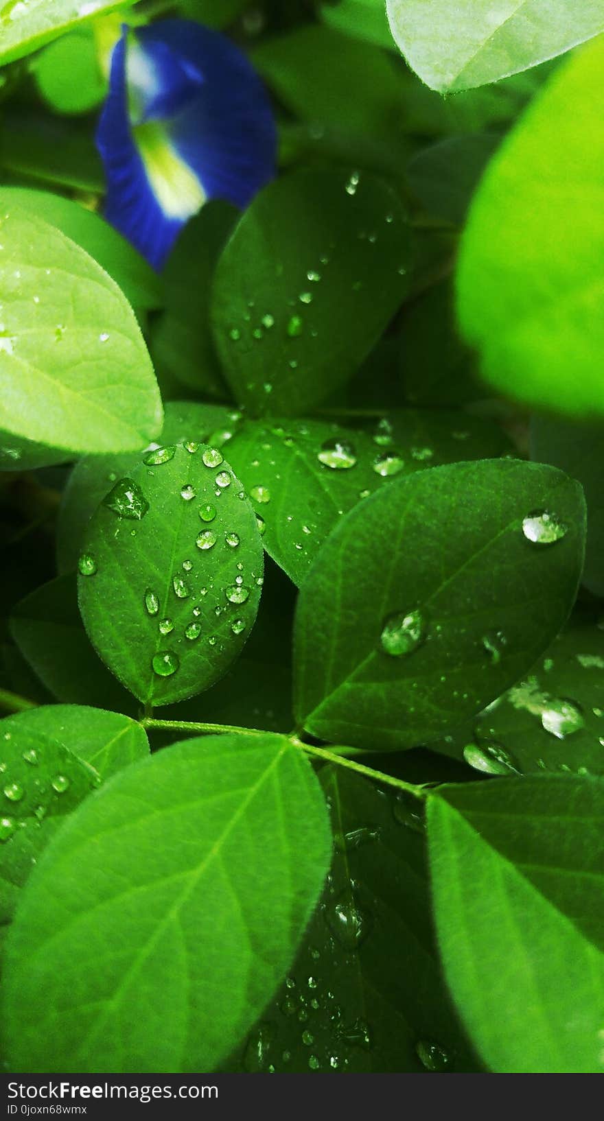 Water, Green, Leaf, Dew