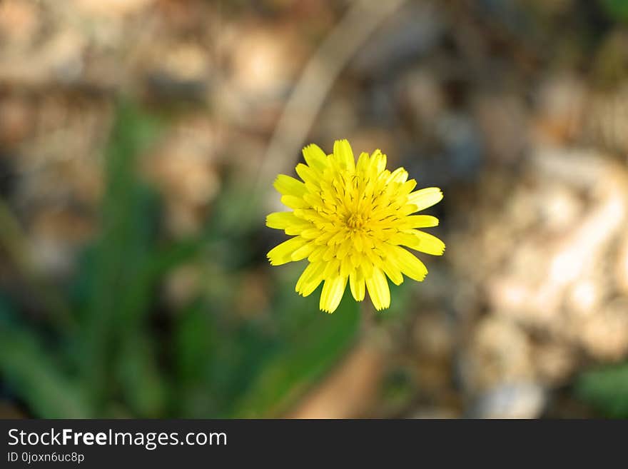 Flower, Yellow, Flora, Flatweed