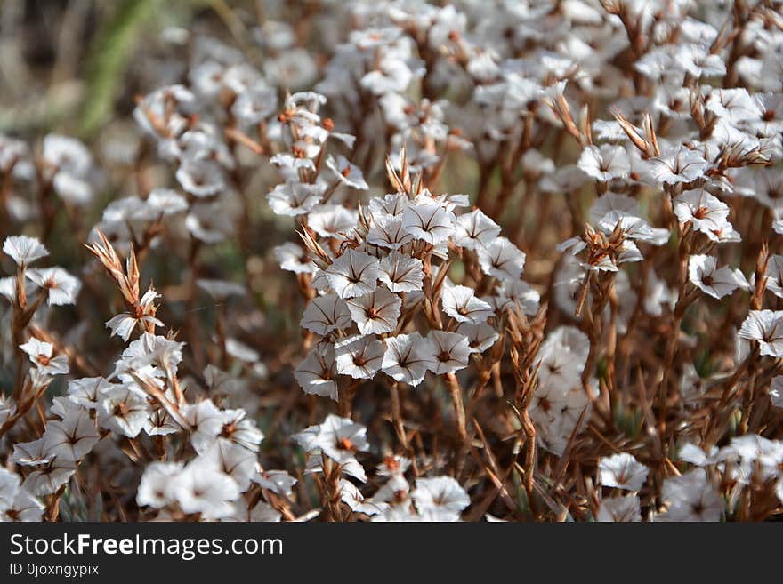 Flora, Flower, Spring, Plant