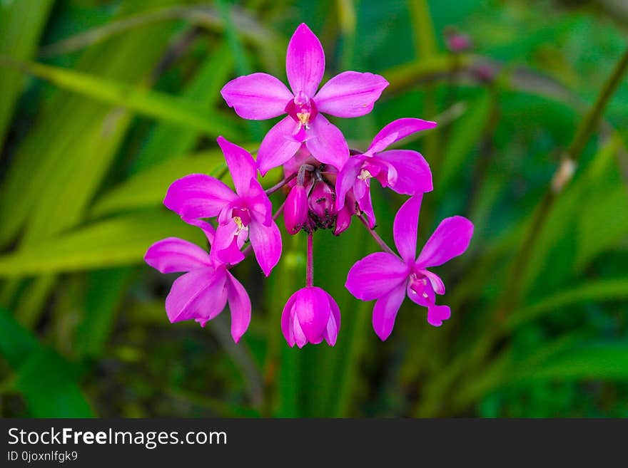 Flower, Plant, Flora, Flowering Plant