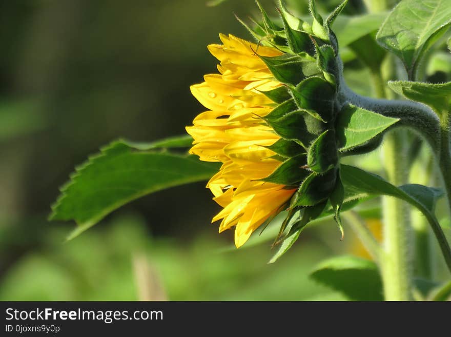 Flower, Plant, Sunflower, Flowering Plant