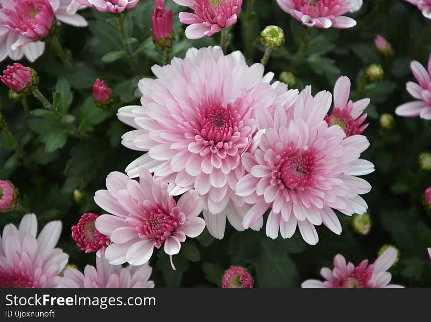 Flower, Pink, Plant, Flowering Plant