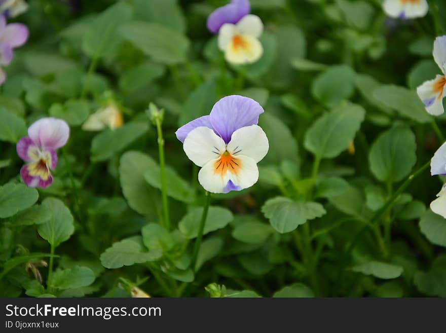 Flower, Plant, Flora, Violet Family