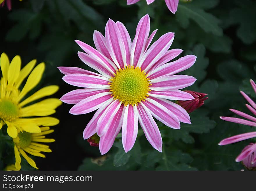 Flower, Flora, Marguerite Daisy, Plant